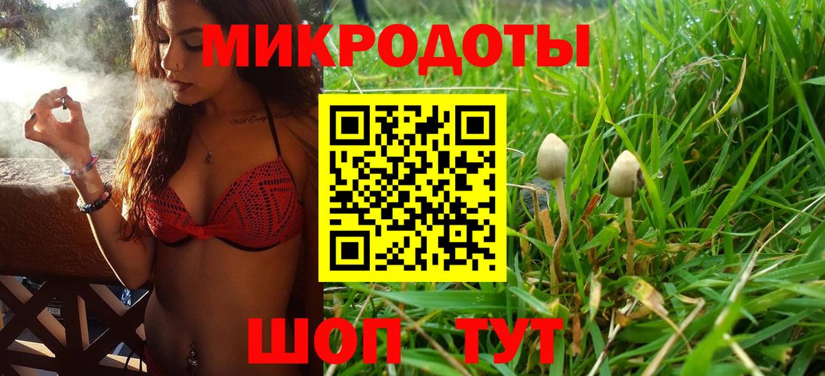 Галлюциногенные грибы Psilocybe Жигулёвск
